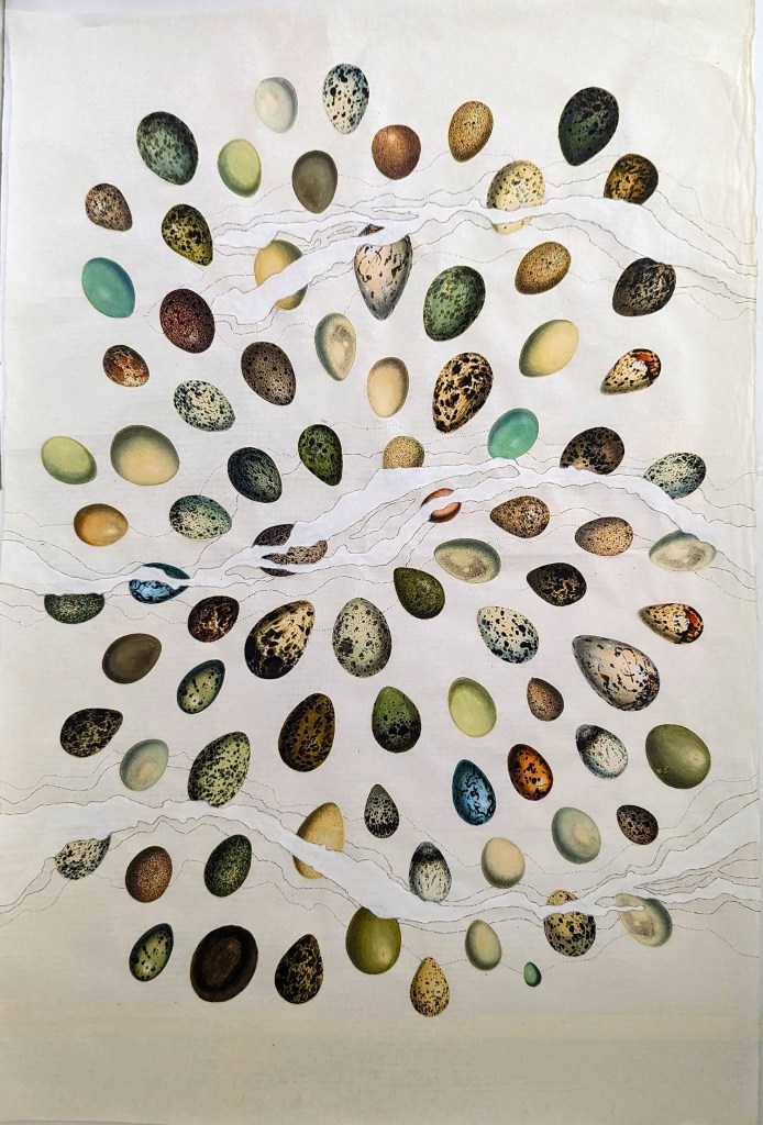 Milky Way-Foled -Eggs 1500xsmlr